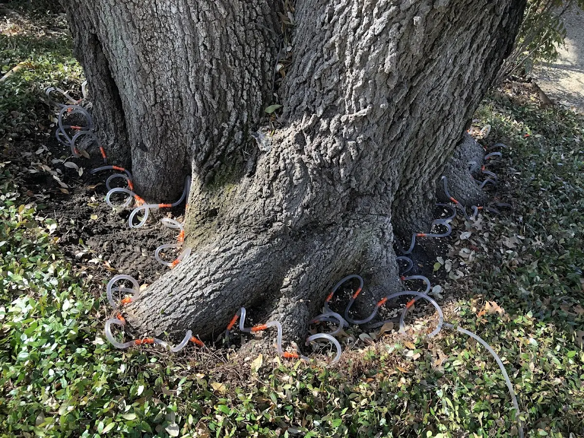 Detailed Tree Cabling and Bracing job site in Silver City